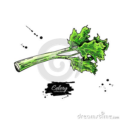 Celery stick hand drawn vector illustration. Isolated Vegetable object. Vector Illustration