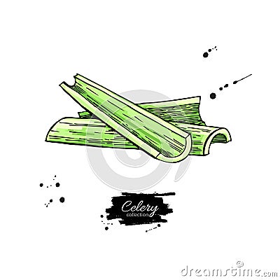 Celery stick hand drawn vector illustration. Isolated Vegetable object. Vector Illustration