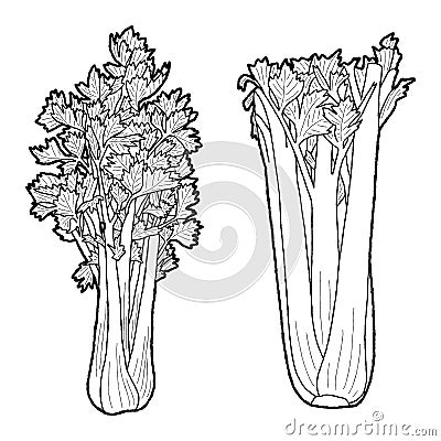 Celery Vector Illustration Hand Drawn Vegetable Cartoon Art Vector Illustration