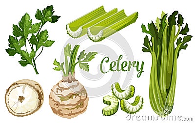 Organic farm bio celery leaf, stem and tuber root Vector Illustration