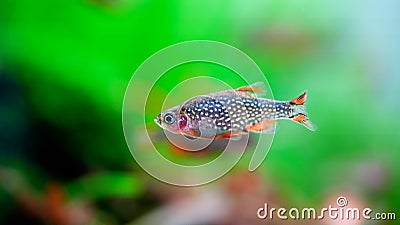 Celestial Pearl Danio Breeding, Danio margaritatus Freshwater fish in the aquarium, is often as often referred as galaxy rasbora o Stock Photo