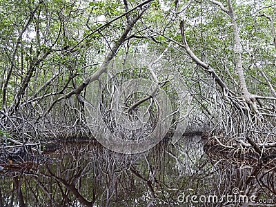 Celestun Mangrove Swamp Stock Photo