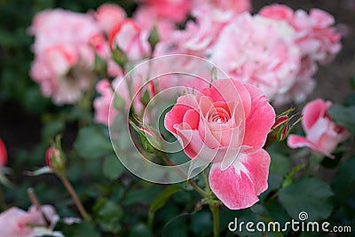 Celina Delbard Floribunda Rose Stock Photo