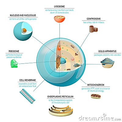 Cell anatomy Structure and organelles of human`s cell. Vector Illustration