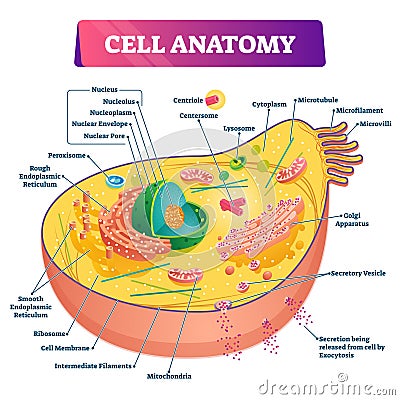 Cell anatomy vector illustration. Labeled educational structure diagram. Vector Illustration