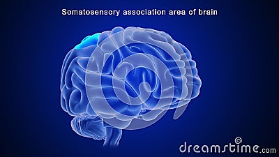 Somatosensory association area of human brain Stock Photo
