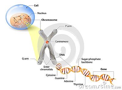 Cell, Chromosome, DNA and gene Vector Illustration