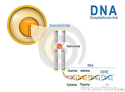 Cell, Chromosome, DNA and gene. Vector Illustration