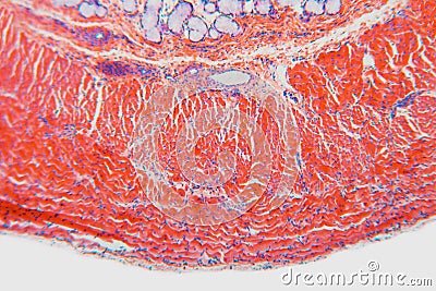 Cell cross-section esophagus dog Stock Photo