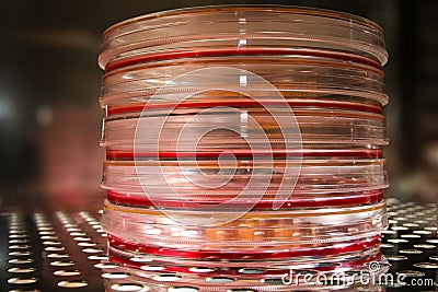 Cell culture plates in an incubator Stock Photo