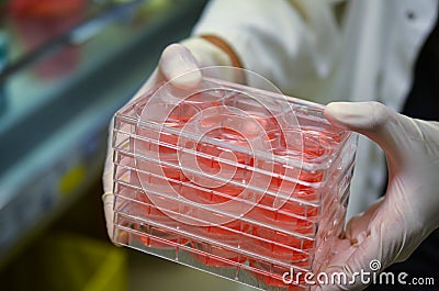 Cell cultures held by laboratory technician Stock Photo