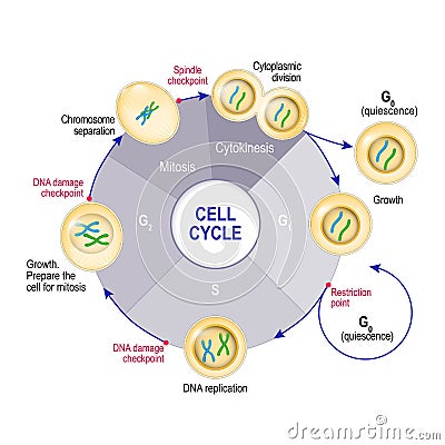 Cell Cycle Cell division Vector Illustration