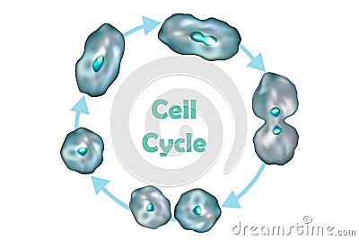 Cell Cycle Cell division Vector Illustration