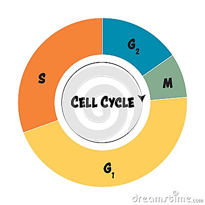 Cell Cycle Phases Cartoon Vector Biology Diagrams