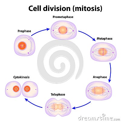 Cell division. Mitosis Vector Illustration