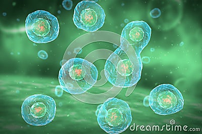 Cell Division Stages of Mitosis Cartoon Illustration