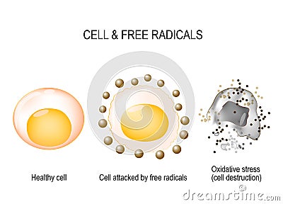 Cell and free radicals Vector Illustration