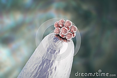 16-cell human embryo on a needle tip Cartoon Illustration