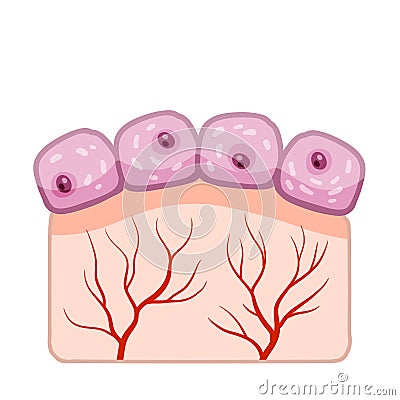 Cell of human organism. Skin system. Layer of epidermis Vector Illustration