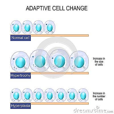 cell hypertrophy and hyperplasia Vector Illustration