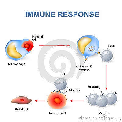 Cell-mediated immunity. Vector Illustration