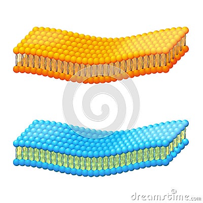 Cell membrane. A detailed diagram models of membrane Structure Vector Illustration