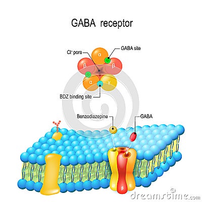 Cell membrane. GABA receptor. Top view of ion channel Vector Illustration