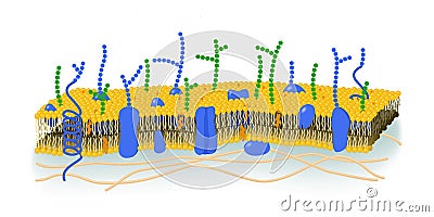 Cell Membrane illustration Cartoon Illustration