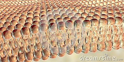 Cell membrane, lipid bilayer Cartoon Illustration