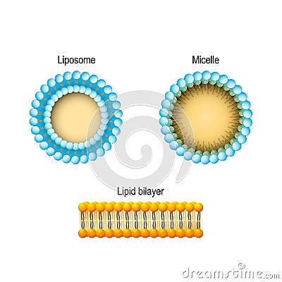 Cell membrane Lipid bilayer, Micelle, Liposome. Phospholipids Vector Illustration