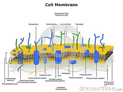 Cell Membrane (Plasma Membrane) Structure Cartoon Illustration