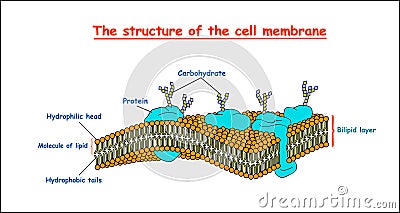 Cell membrane structure on white background isolated. Education vector illustration Vector Illustration