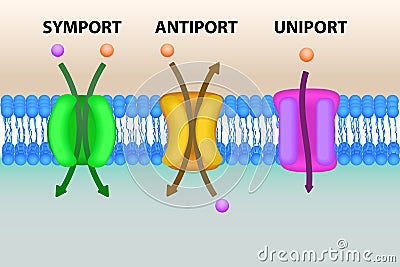 Cell membrane transport systems illustration Vector Illustration