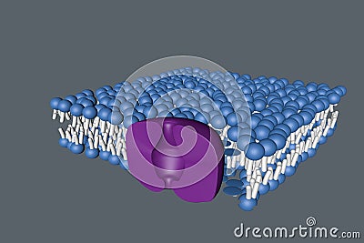 Cell membranece Stock Photo