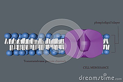 Cell membranece Stock Photo