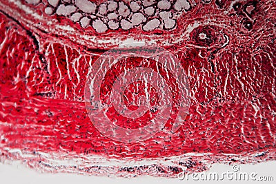 Cell microscopic cross-section esophagus dog Stock Photo