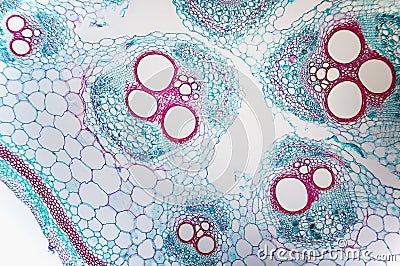 Cell microscopic- Cucurbits Stem Stock Photo