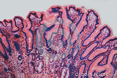 Cell microscopic- pyloric section stomach dog Stock Photo