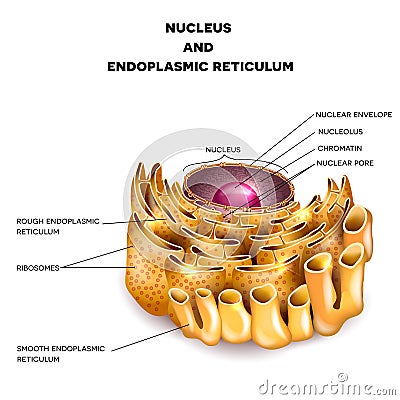 Cell Nucleus and Endoplasmic reticulum Vector Illustration