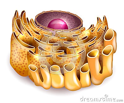 Cell Nucleus and Endoplasmic reticulum Vector Illustration