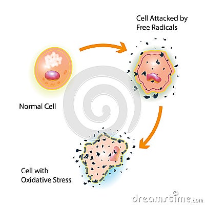 Cell Oxidative Stress Vector Illustration