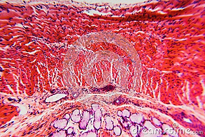 Cross section esophagus dog Stock Photo