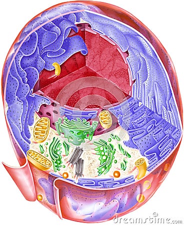 Cell - Showing Internal Structures Stock Photo