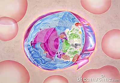 Cell - Showing Internal Structures Stock Photo