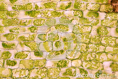 Cell structure Hydrilla, view of the leaf surface showing plant cells under the microscope. Stock Photo