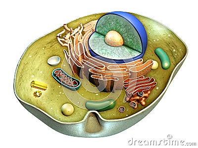 Cell structure Cartoon Illustration