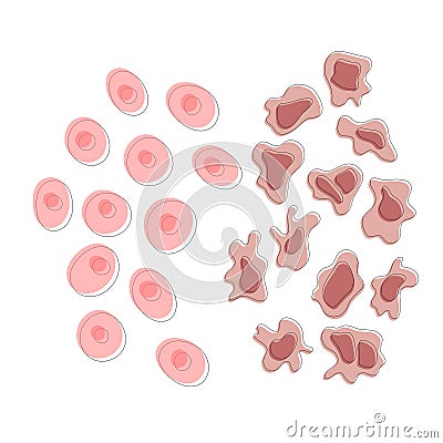 Cell structure: normal and cancer Vector Illustration