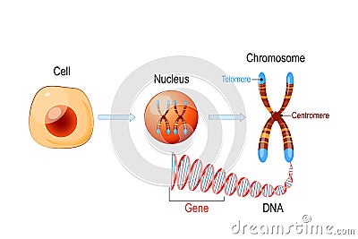 Cell Structure. Nucleus with chromosomes, DNA molecule, telomere and gene Vector Illustration