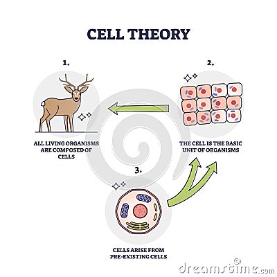 Cell theory for evolution and pre existing cells development outline diagram Vector Illustration