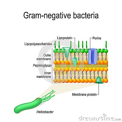 cell wall structure of Gram-negative Bacteria for example Helicobacter. Vector Illustration